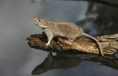 Awas Bahaya Leptospirosis Saat Musim Hujan