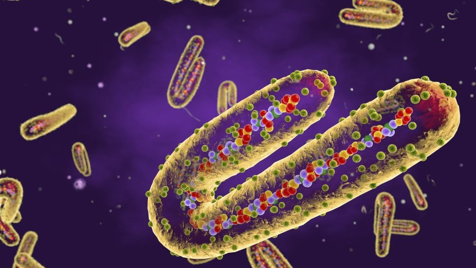 ilustrasi virus marburg