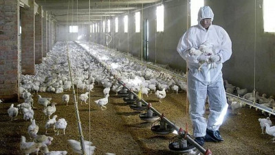 Mengenal Virus H10N3, Kasus Flu Burung Langka yang Ditemukan di China