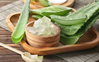 4 Manfaat Lidah Buaya untuk Rambut