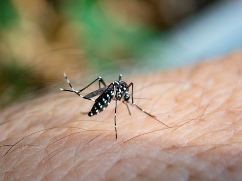 Nyamuk aedes aegypti