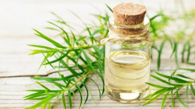 Manfaat Kesehatan Tea Tree Oil Sesuai dengan Penelitian