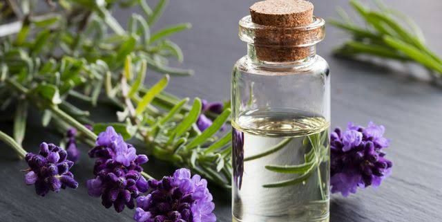 Manfaat Aromaterapi Bunga Lavender