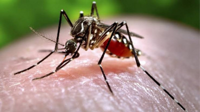 Wolbachia Jadi Teknologi Kendalikan Demam Berdarah