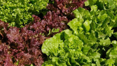 Manfaat Konsumsi Daun Selada Merah
