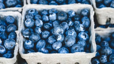 Buah Blueberry Dapat Turunkan Penyakit Kardiovaskular pada Wanita