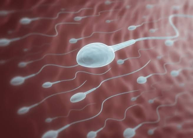 berapa lama sperma hidup