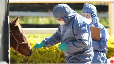 Ancaman Virus Hendra, Ini yang Perlu Diketahui