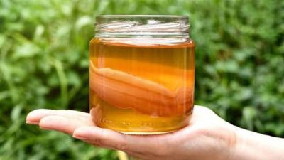 Manfaat Kesehatan Konsumsi Kombucha