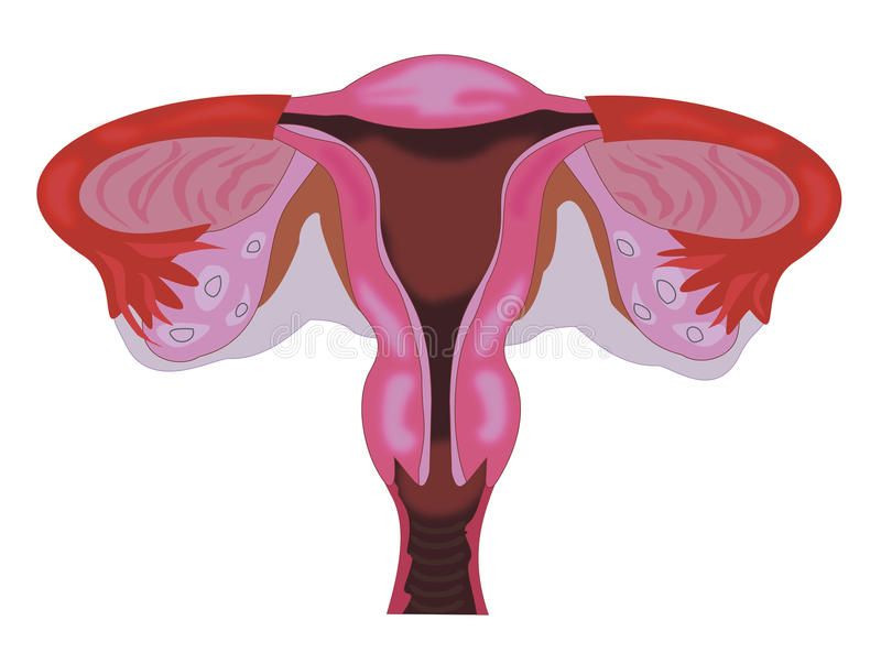 ilustrasi vagina