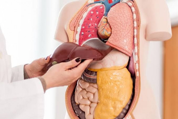 3 Fakta Organ Hati Anda