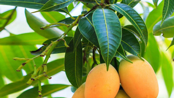 5 Manfaat Daun Mangga untuk Kesehatan Anda