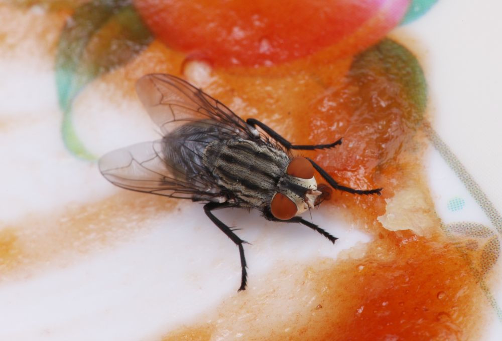 makanan yang dihinggapi lalat, telur lalat hijau di makanan, apa yang terjadi jika telur lalat termakan, bagaimana kalau termakan telur lalat, efek makan telur lalat, lalat bertelur di makanan, yesdok