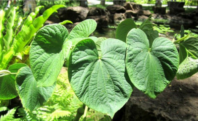 Manfaat Kesehatan dari Daun Kava
