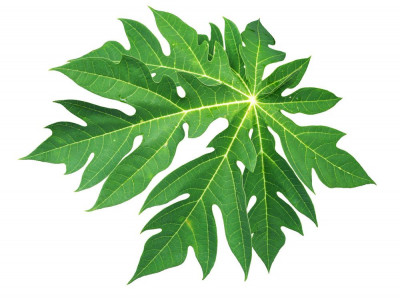 DAUN PEPAYA? INI 5 MANFAATNYA