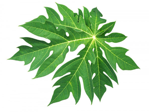 manfaat daun pepaya, manfaat daun pepaya untuk wajah, manfaat air rebusan daun pepaya, manfaat daun pepaya rebus, manfaat daun pepaya jepang untuk kecantikan, manfaat daun pepaya bagi kesehatan, yesdok