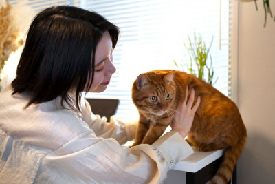 Gemar Memelihara Kucing? Pahami Risiko Kesehatan Bagi Wanita!