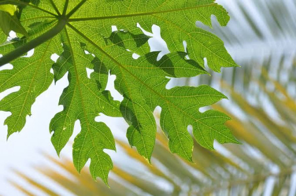 Pahit namun Penuh Manfaat, Ini Khasiat Daun Pepaya