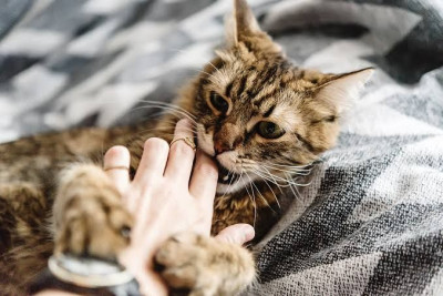 Pelihara Kucing? Waspadai Penyakit Ini