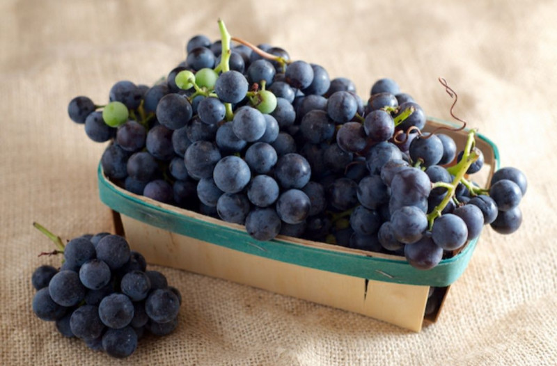 Manfaat Anggur Berwarna Biru bagi Kesehatan YesDok