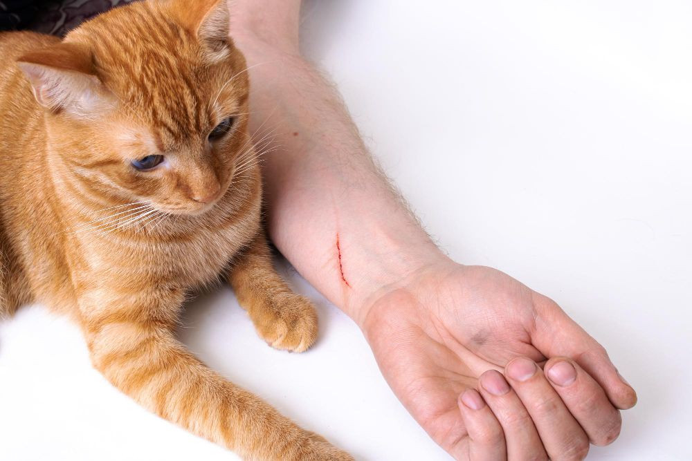cakaran kucing apakah berbahaya, cara mengobati cakaran kucing, efek dicakar kucing, infeksi cakaran kucing, dicakar kucing bengkak, efek cakaran kucing, cakaran kucing bengkak, yesdok