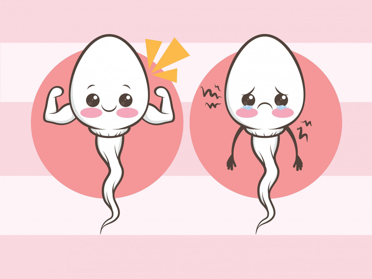 teratozoospermia, sperma, abnormal, airmani, pria, organreproduksi, penis, testis, hamil