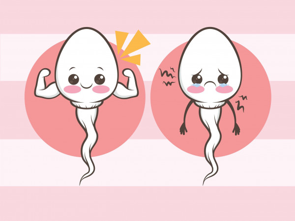 teratozoospermia, sperma, abnormal, airmani, pria, organreproduksi, penis, testis, hamil