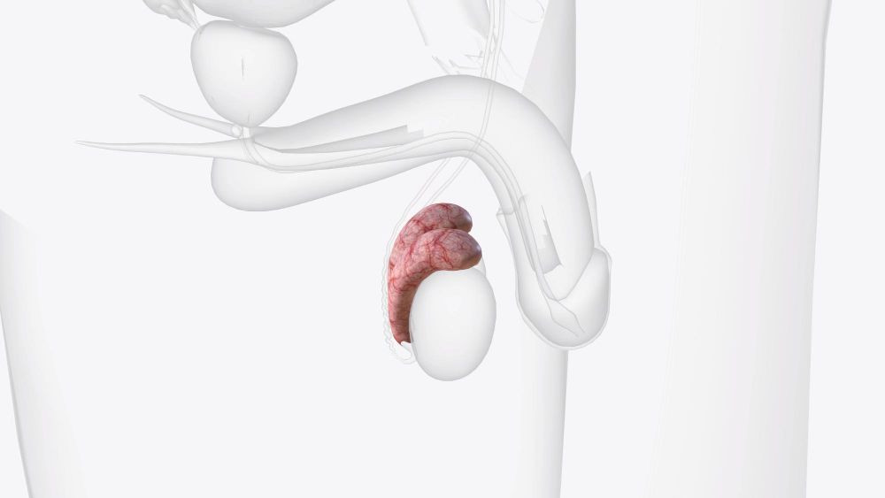 torsio testis, torsio testis adalah, apa itu torsio testis, gejala torsio testis, penyebab torsio testis, ciri ciri torsio testis, torsio testis penyebab, faktor resiko torsio testis, yesdok