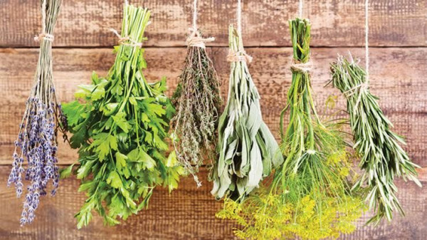 Tanaman Herbal untuk Penurunan Berat Badan