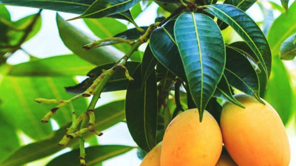 Manfaat Kesehatan dari Daun Mangga