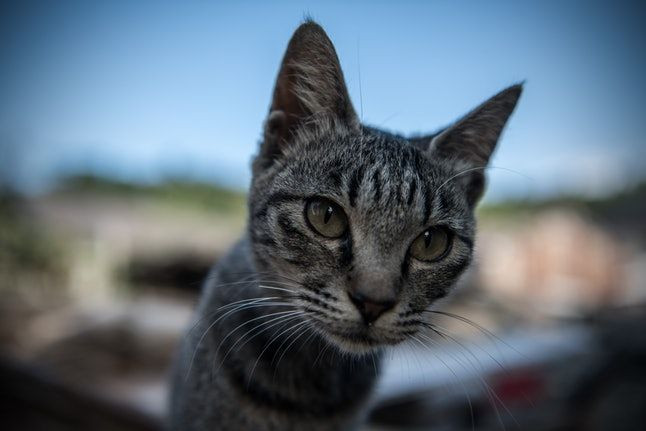 5 Langkah Tepat Sebelum Adopsi Kucing Liar Yesdok