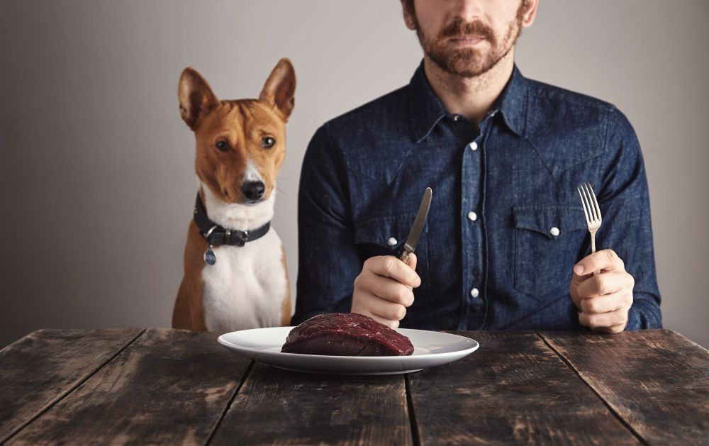 Bahaya makan daging anjing, resiko makan daging anjing, dampak konsumsi daging anjing, potensi penyakit makan daging anjing, penyakit karena konsumsi daging anjing, bakteri daging anjing, yesdok