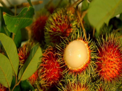 Tak Cuma Manis, Ini Manfaat yang Bisa Anda Peroleh dari Buah Rambutan