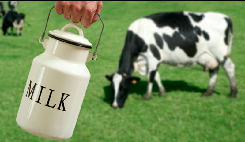 Susu Sapi Masih Terbaik untuk Dikonsumsi | YesDok