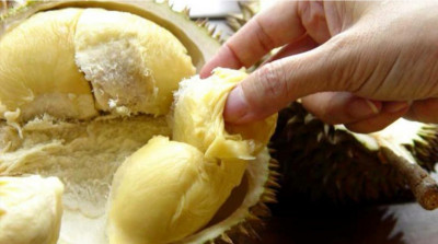 Manfaat Kesehatan dari Buah Durian