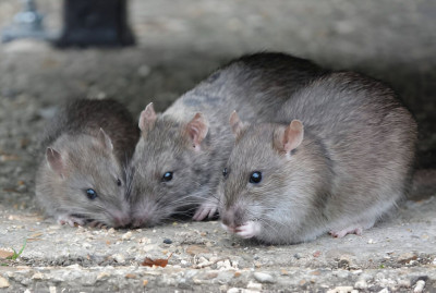 Hantavirus di Indonesia: Dari Tikus ke Manusia, Begini Cara Penularannya