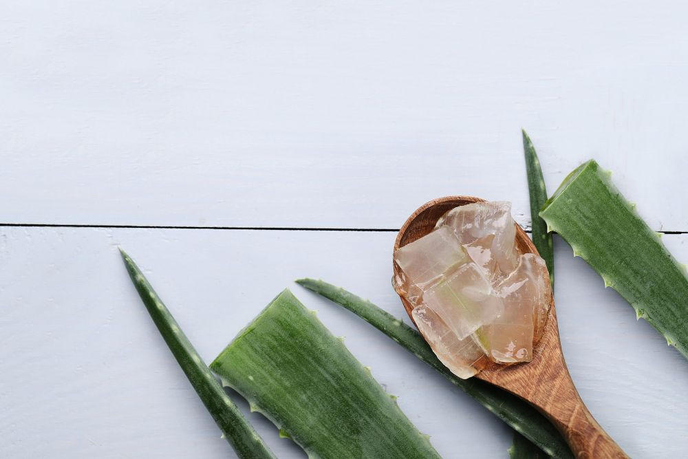 aloe vera, lidah buaya, manfaat lidah buaya, manfaat aloe vera, aloe vera buat rambut, manfaat lidah buaya untuk kulit, yesdok, videocalldokter, 24jam, konsultasi