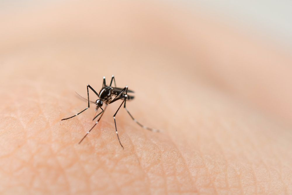 demam berdarah, aedes aegypti, gigitan nyamuk, mencegah demam berdarah, penyebab demam berdarah, yesdok, konsultasi, videocalldokter, 24jam