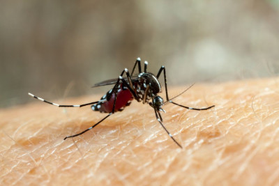 EKSPERIMEN NYAMUK WOLBACHIA (NYAMUK BILL GATES) ATASI DBD? MITOS ATAU FAKTA