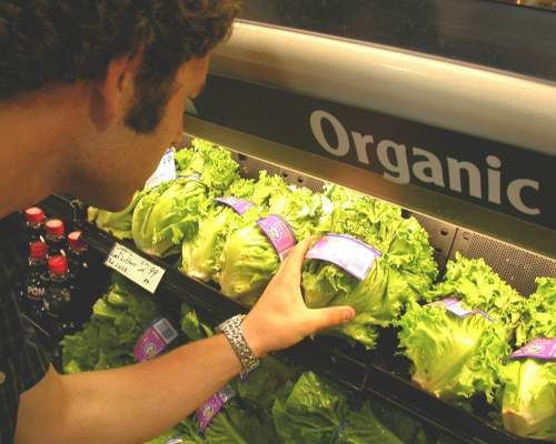 Seorang pria sedang mengambil sayuran organik.