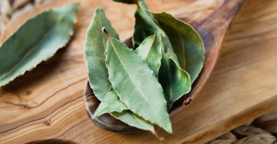 Keistimewaan Daun salam Bagi Kesehatan