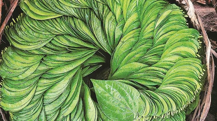 Daun sirih