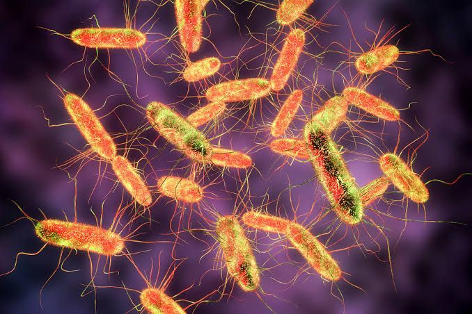 Cara Mencegah Bakteri Salmonellla