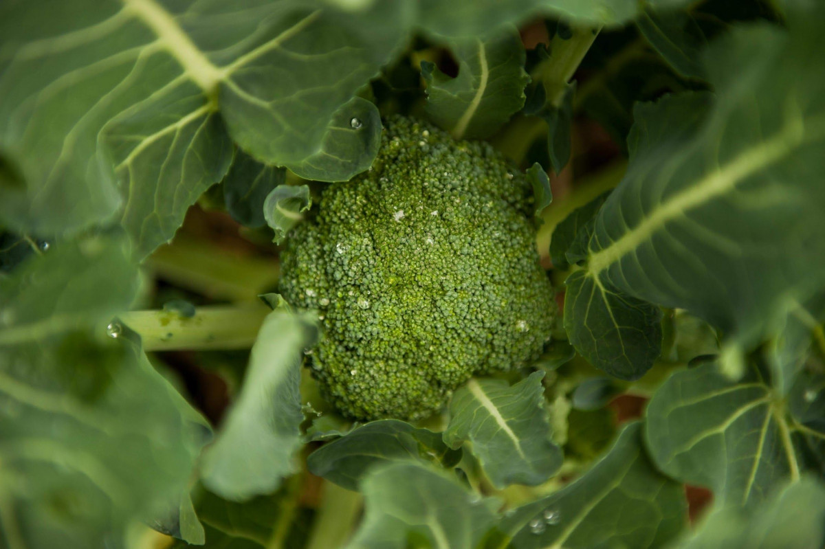 manfaat daun brokoli