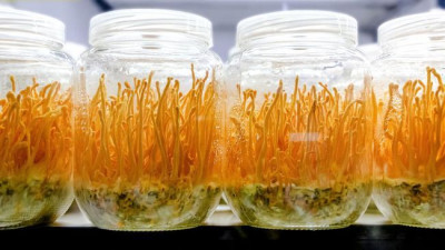 Mengenal Jamur Cordyceps dan Manfaat yang Ditawarkannya