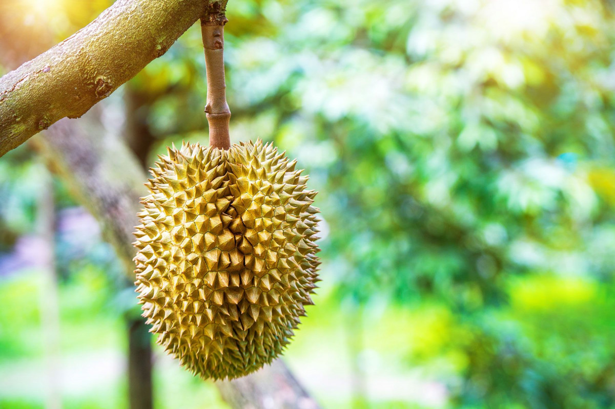 Fakta Durian
