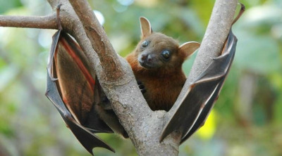 Waspada Virus NIpah, Berpotensi Jadi Pandemi