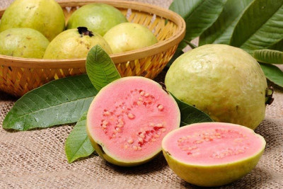 Manfaat Jambu Biji Untuk MPASI