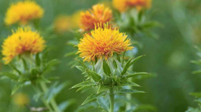 Manfaat Minyak Safflower Bagi Kesehatan Tubuh