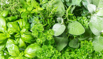 6 Herbal untuk Kendalikan Hipertensi dan Diabetes